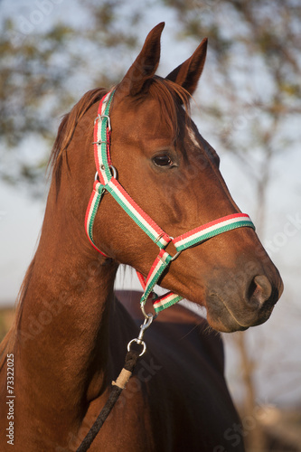 Side view portrait of an beautiful mare hungarian breed gidran