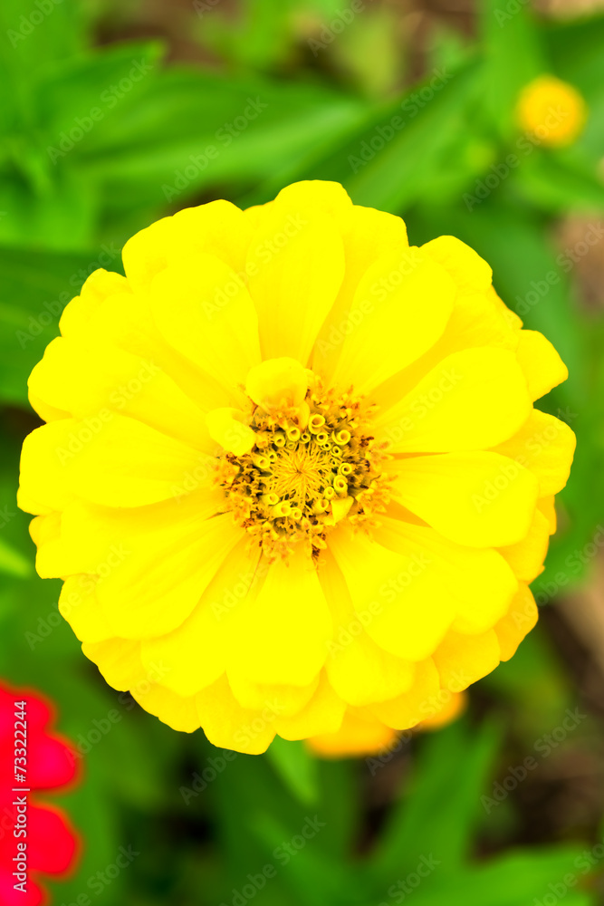 Yellow Zinnia flower Yellow Zinnia flower