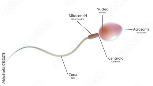 Spermatozoo