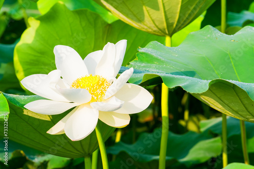 White lotus flower