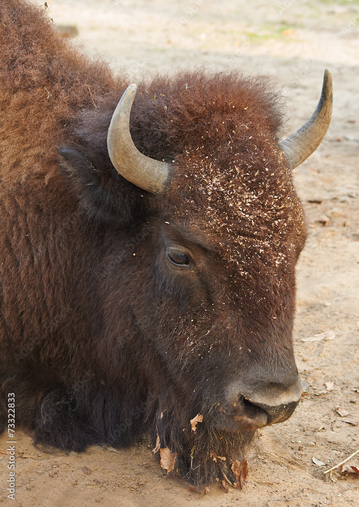 head of laying bison