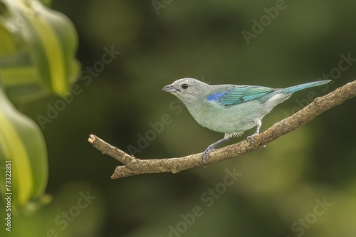Tanager Blue-gray