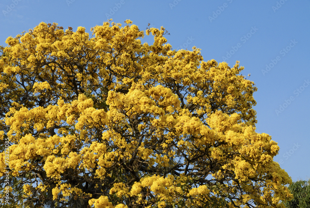 Fototapeta premium Yellow Lapacho tree