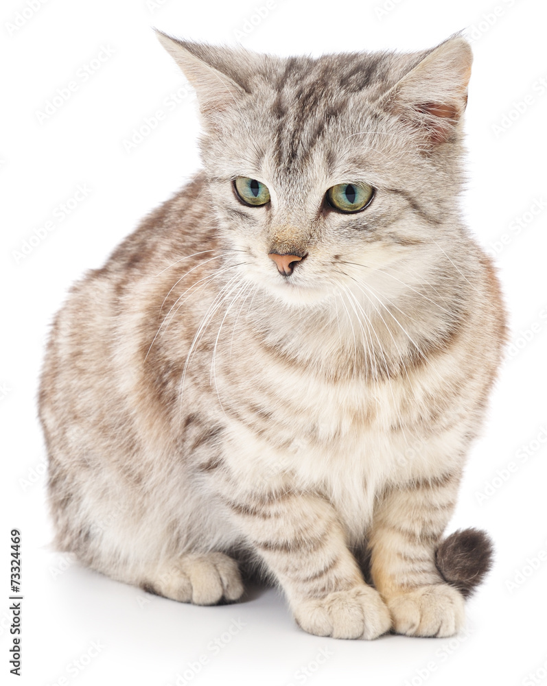 Kitten on a white background