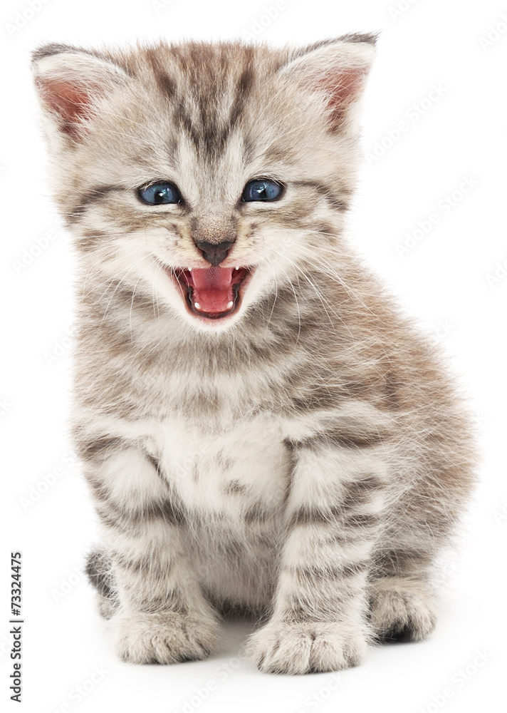 Obraz premium Kitten on a white background