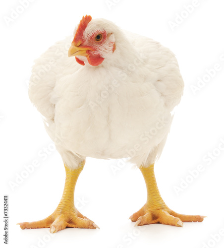 White chicken photo