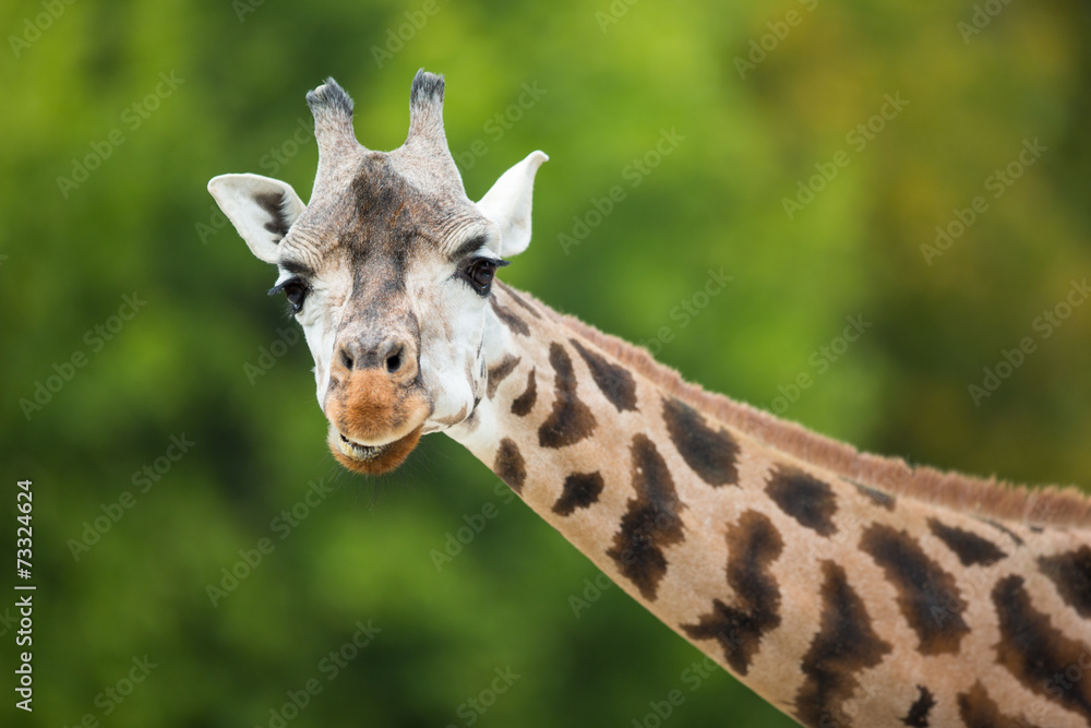 Naklejka premium Giraffe (Giraffa camelopardalis)