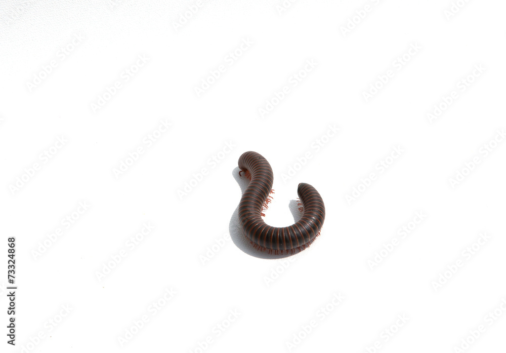 Fototapeta premium Millipede