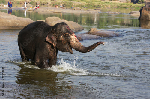 Beautiful Indian elephant is standing in the river.