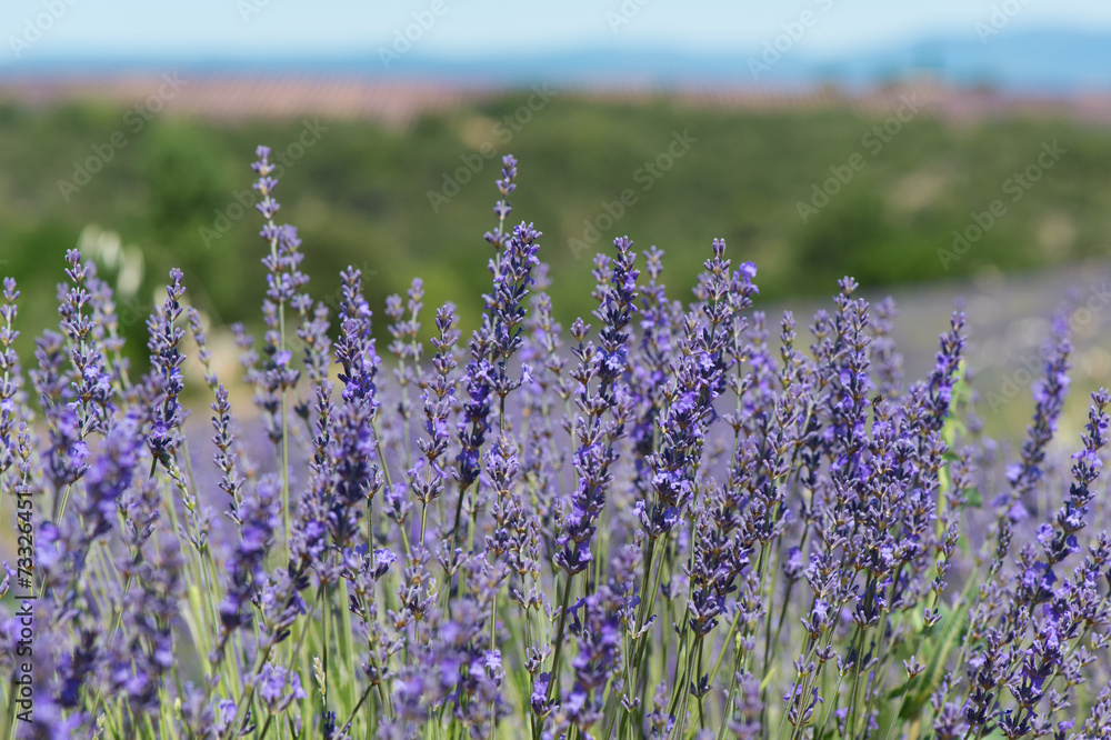 Naklejka premium French Lavender