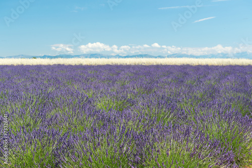 French Lavender fields in landscape