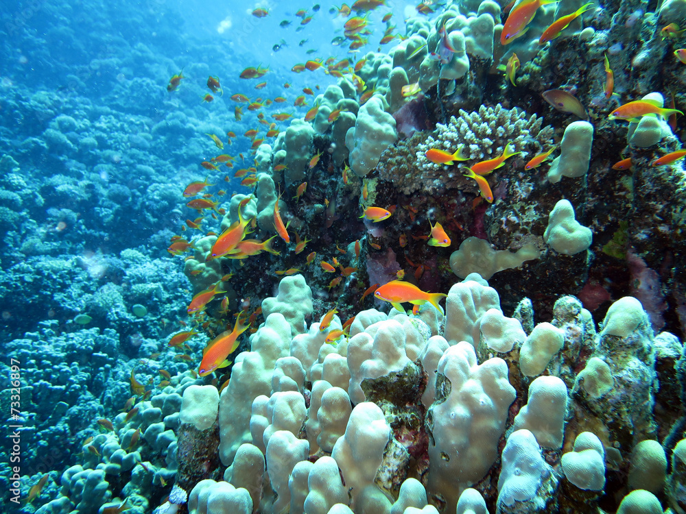 Fototapeta premium Juwelen-Fahnenbarsch