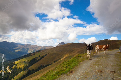 Two cows on the trail in autumn Tyrolean Alps