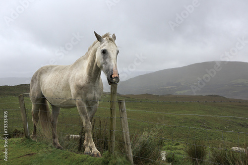 White horse tries to break the fence column. © Julia Mashkova