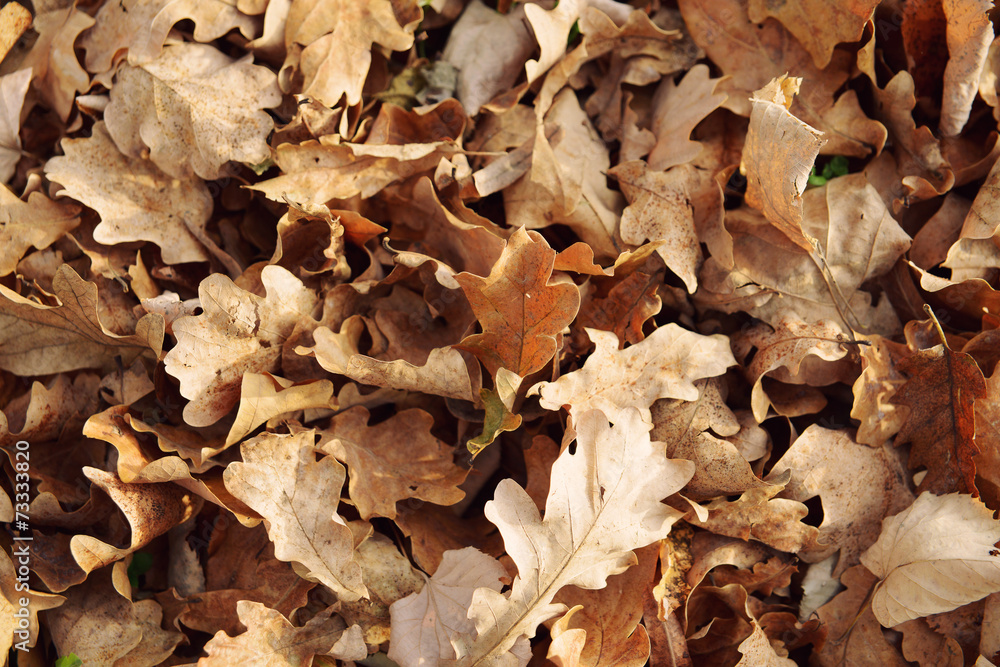 Dry and fallen leaves