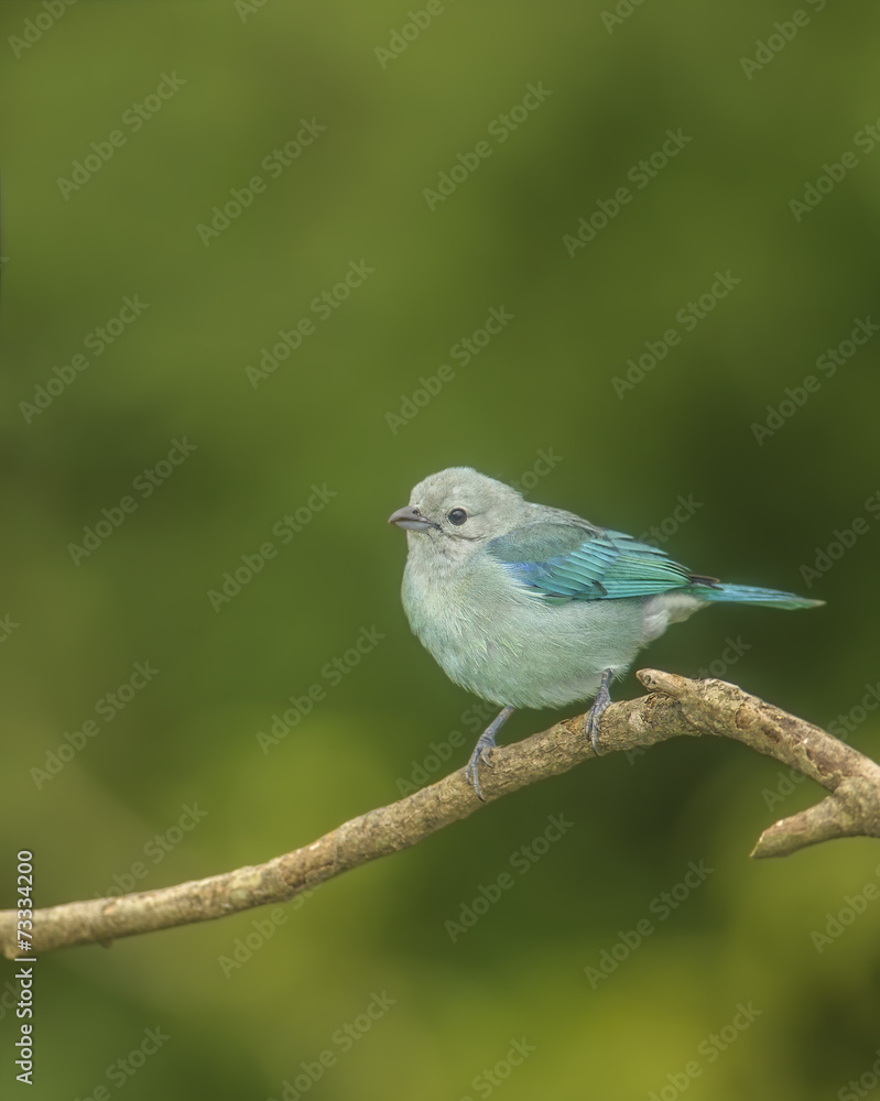 Blue-gray Tanager