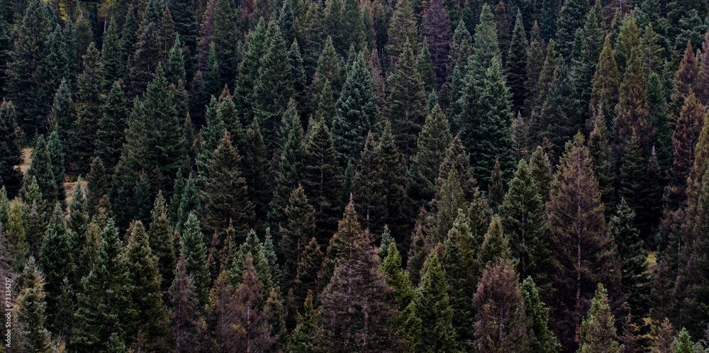 pine trees pine trees