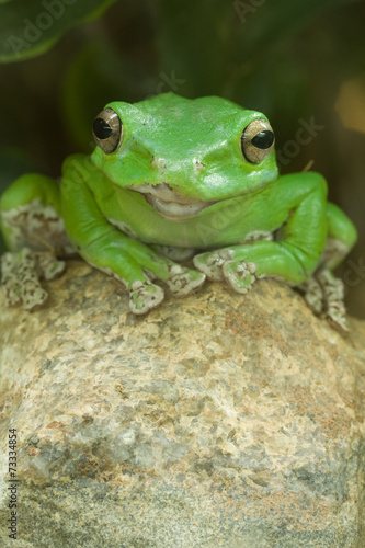 Grüner Frosch auf Stein