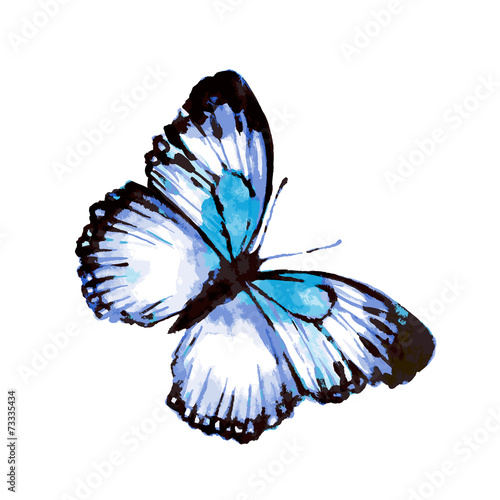 butterfly236