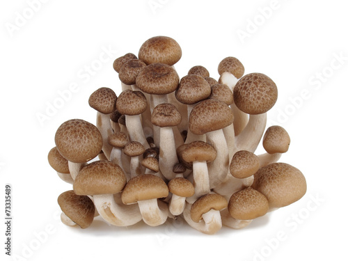 shimeji mushroom, brown beech mushroom on white background