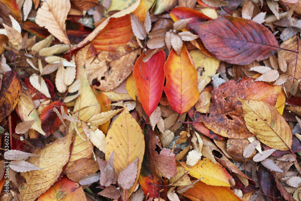 Fallen leaves of colorful background Fallen leaves of colorful background