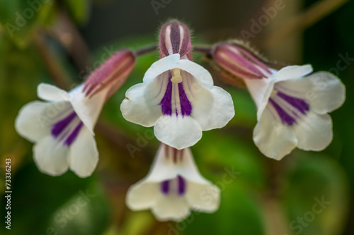 Close up of Chirita tamiana, Gesneriaceae, tropical Asia photo