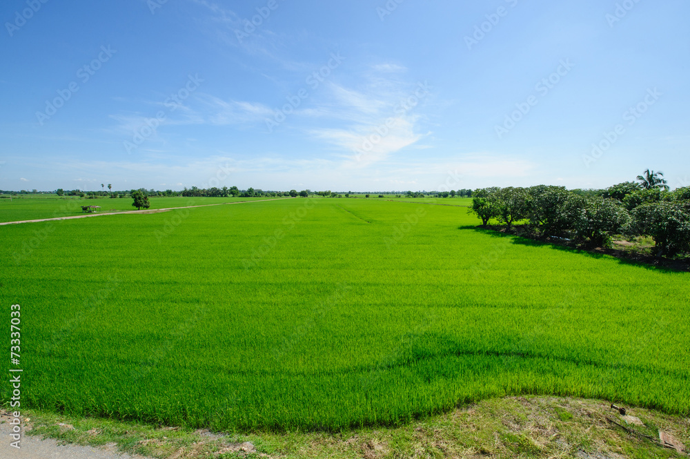 Obraz premium Rice field green