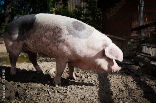big pig on a farm