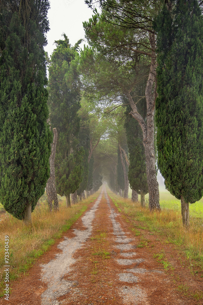 Fototapeta premium Toscania, Włochy, Krajobraz wiejski, aleja cyprysowa