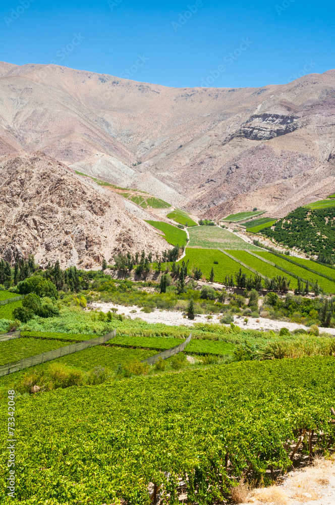 Vineyards of Elqui valley, Chile