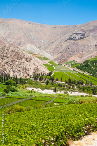 Obraz na płótnie Vineyards of Elqui valley, Chile w salonie