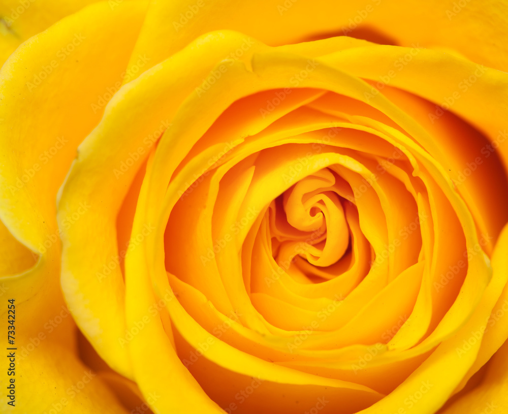 yellow rose yellow rose