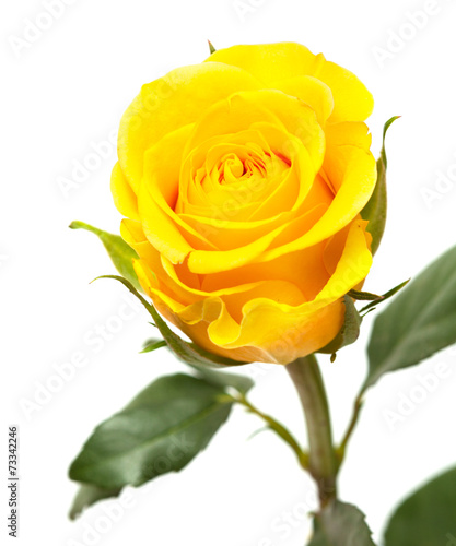 yellow rose isolated