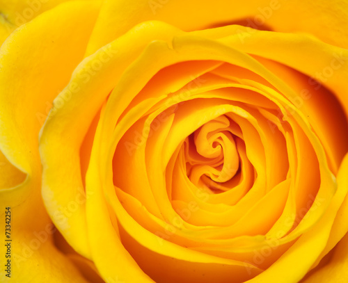 yellow rose