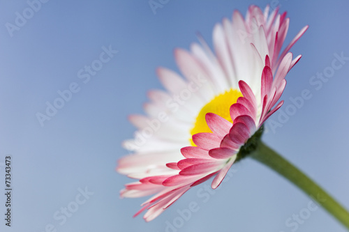 Flowers abstract background...