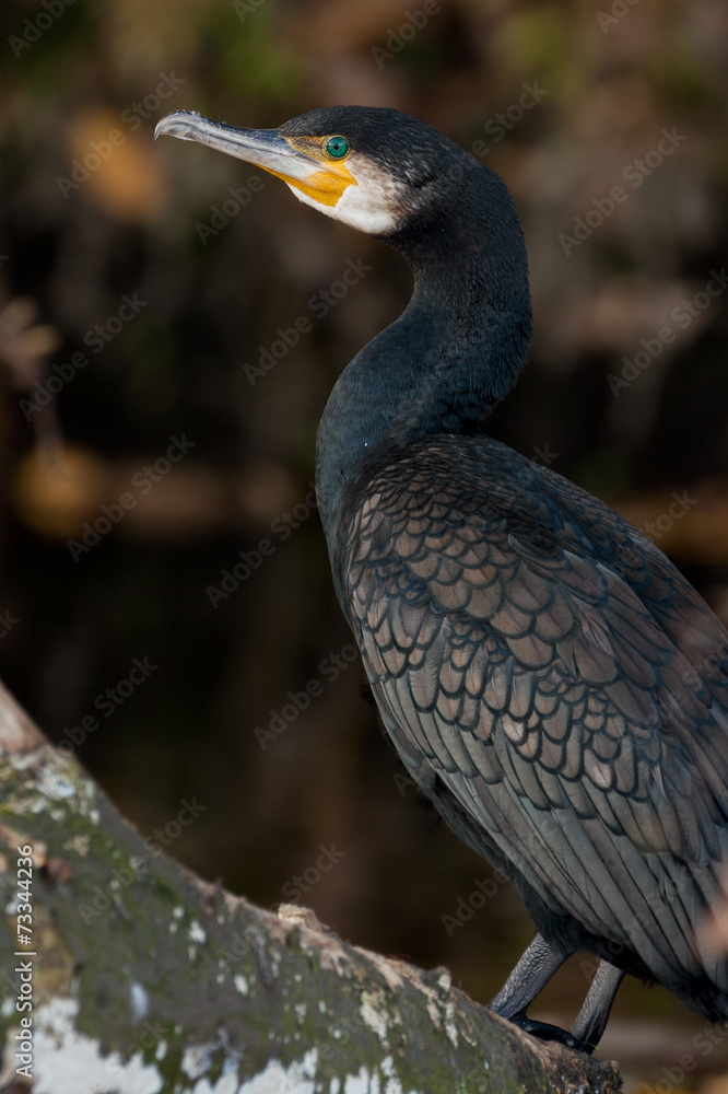 Obraz premium Kormoran