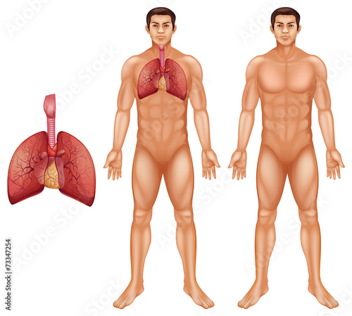 Human respiratory system