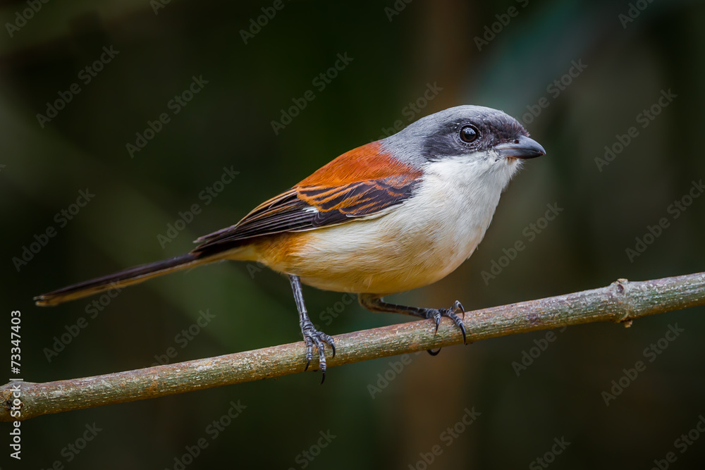 Fototapeta premium Lovely Burmese Shrike (Lanius collurioides)