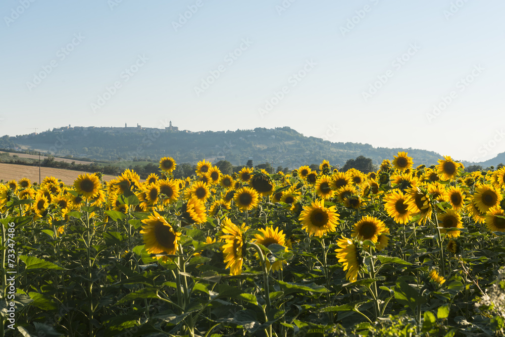 Obraz premium Summer landscape in Marches (Italy)