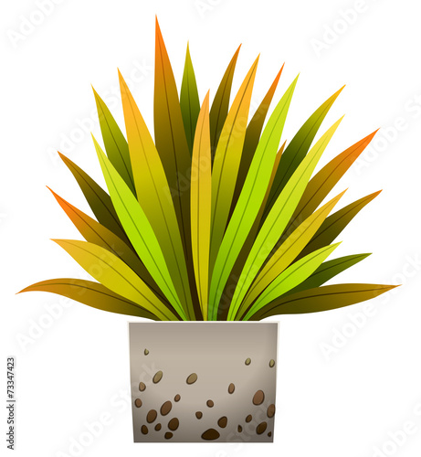 A decorative plant