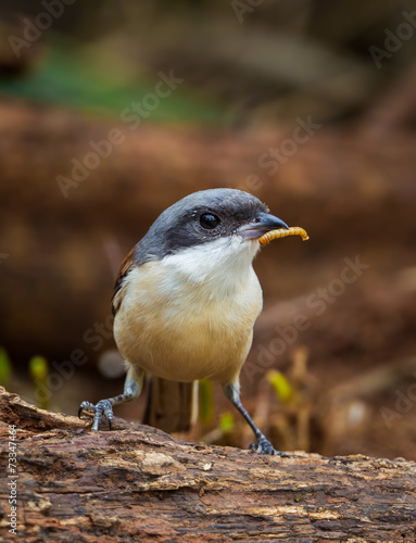 Portrait of Burmese Shrike (Lanius collurioides) with worm photo