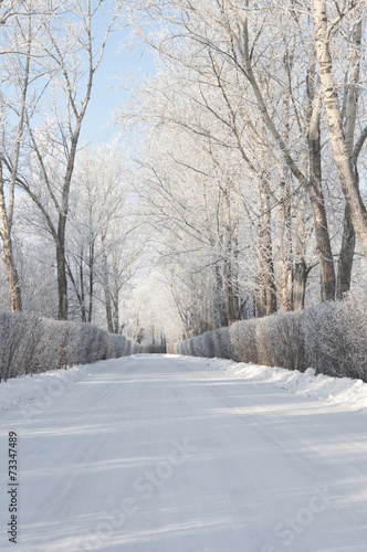 road and hoar-frost on trees in winter © vadim yerofeyev