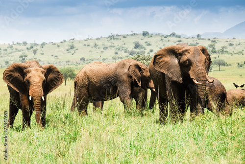 Obraz na płótnie Herd of elephants, Kidepo Valley National Park (Uganda) w salonie