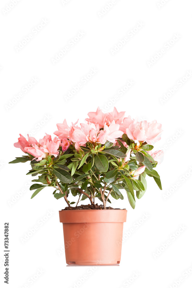 Indian azalea with flowers of salmon color in a pot Indian azalea with flowers of salmon color in a pot
