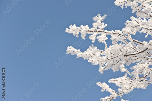 Branch of a tree in hoarfrost on a background of blue sky