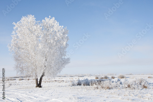 osniezone-drzewo-w-srodku-zimy