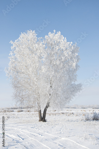 Frozen tree on winter field and blue sky © vadim yerofeyev