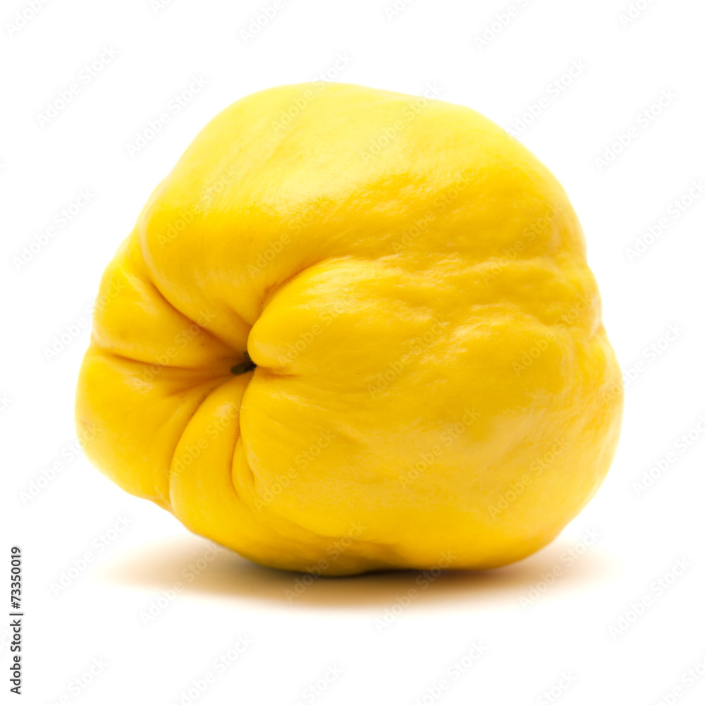 yellow quince fruit isolated on white yellow quince fruit isolated on white