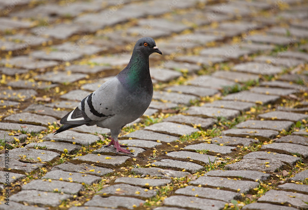 Fototapeta premium Pigeon