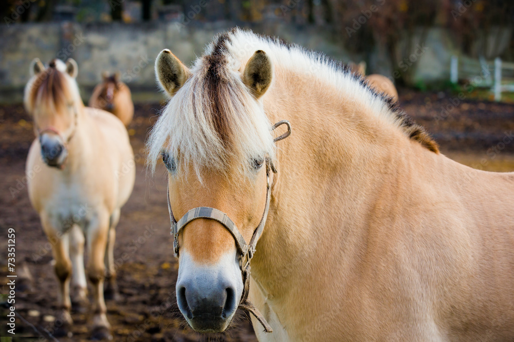 Fototapeta premium Fiording horse
